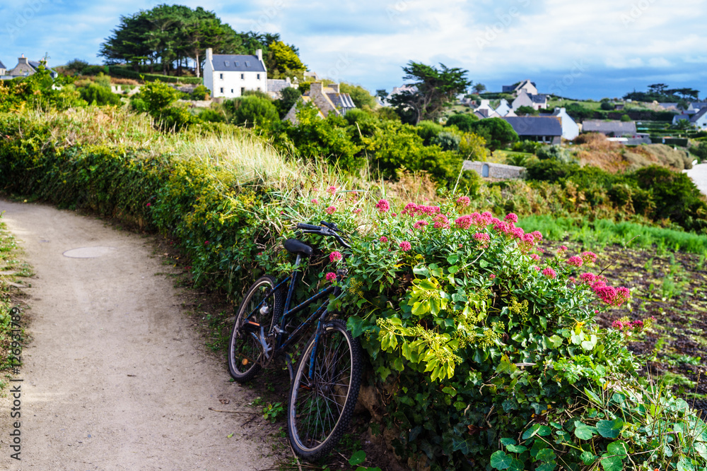 F, Bretagne, Finistère, Île de Batz, schmaler Inselweg und Fahrrad an bewachsener und blühender Steinmauer