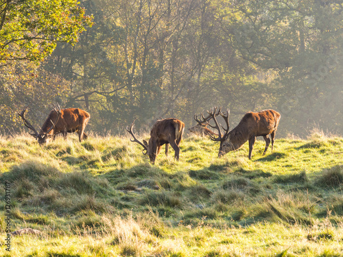 Group of red deer stags grazing at Tatton Park  Knutsford  Cheshire  UK