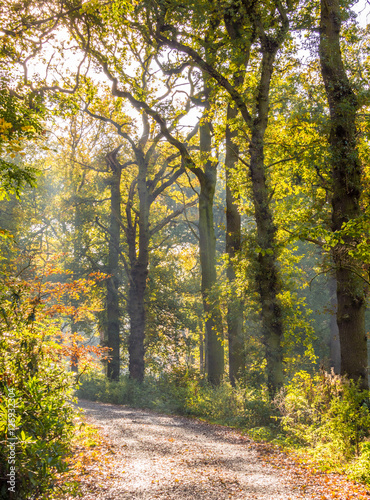 Morning walker through woods at Tatton Park, Knutsford, Cheshire, UK