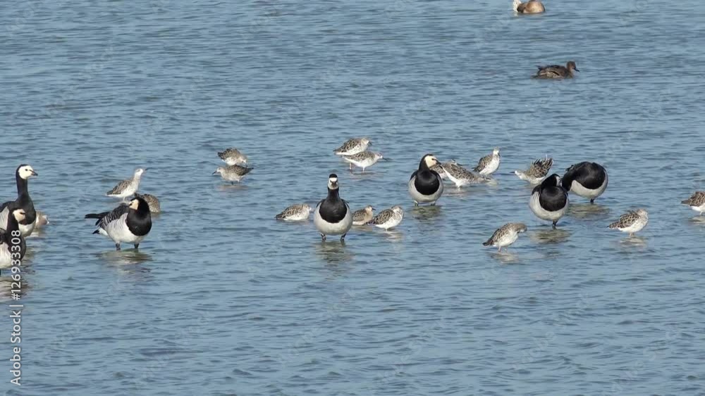 Barnacle goose and wading bird in the lake Barnacle goose and wading bird in the lake