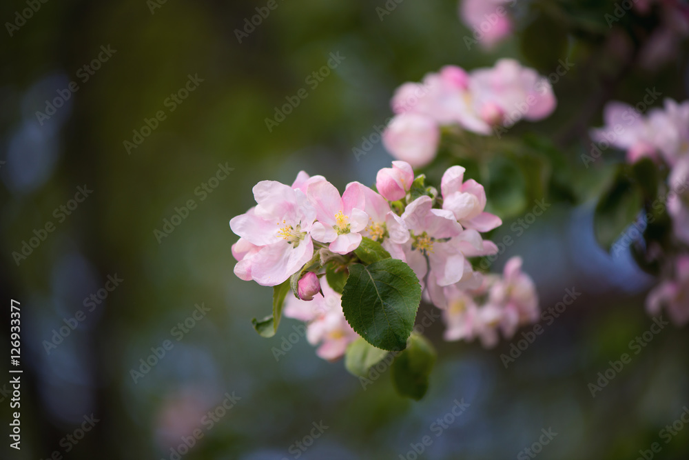 Obraz premium blooming Apple trees 