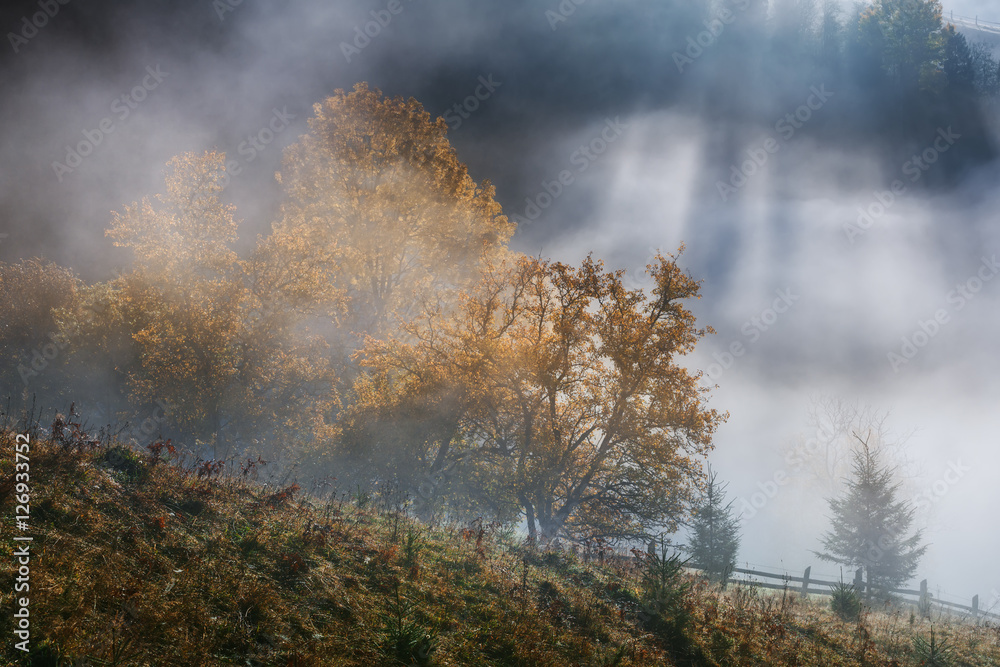 Ukraine. Carpathians. Dzembronya. Autumn morning