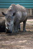 White rhinoceros in the zoo