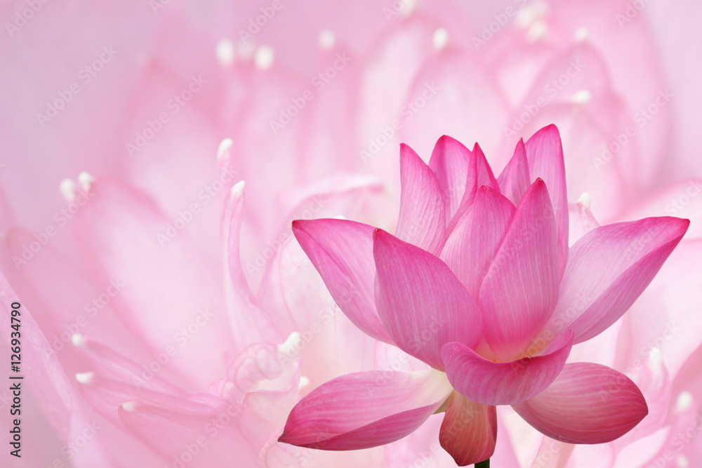 double exposure of beautiful lotus flower
