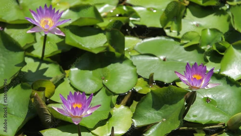CU LD Purple Water Lilies in Pond CU LD Purple Water Lilies in Pond