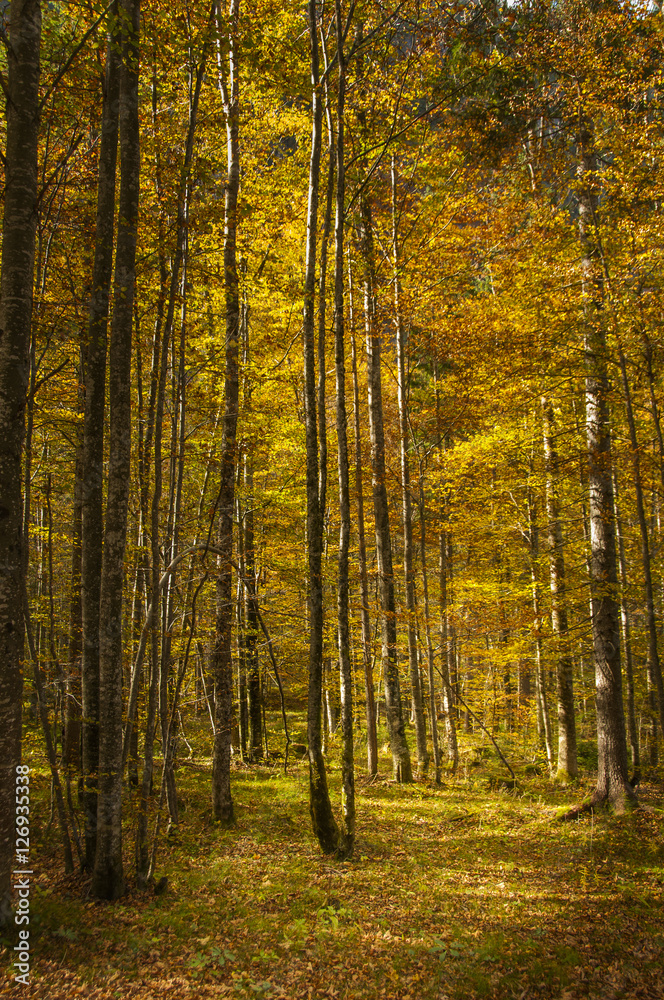 Birch forrest in colorful autumn light, Logarska dolina, Sloveni
