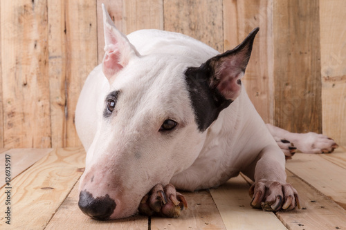 Foto English bull Terrier shooting portrait on wooden floor and backg