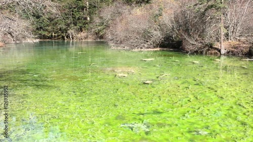 Green pond at Huanglong Mountain with beautiful nature lime stone  and tree in fall in Sichuan , China on sunny day