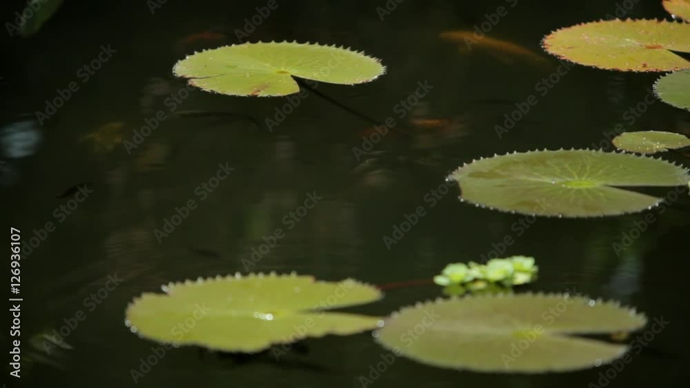 CU LD Koi Swimming in Pond with Lilly Pads CU LD Koi Swimming in Pond with Lilly Pads