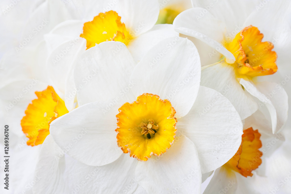 Floral motif wallpaper, beautiful daffodils background Floral motif wallpaper, beautiful daffodils background