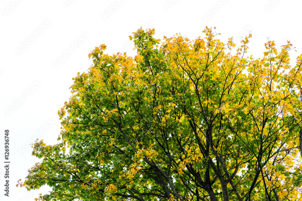 Fototapeta premium Tree Branch with yellow leaves, autumn. With blue sky background