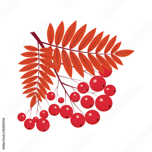 rowan on the white ground