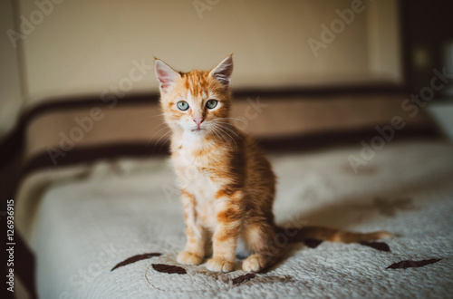 Orange tabby kitten over a bed