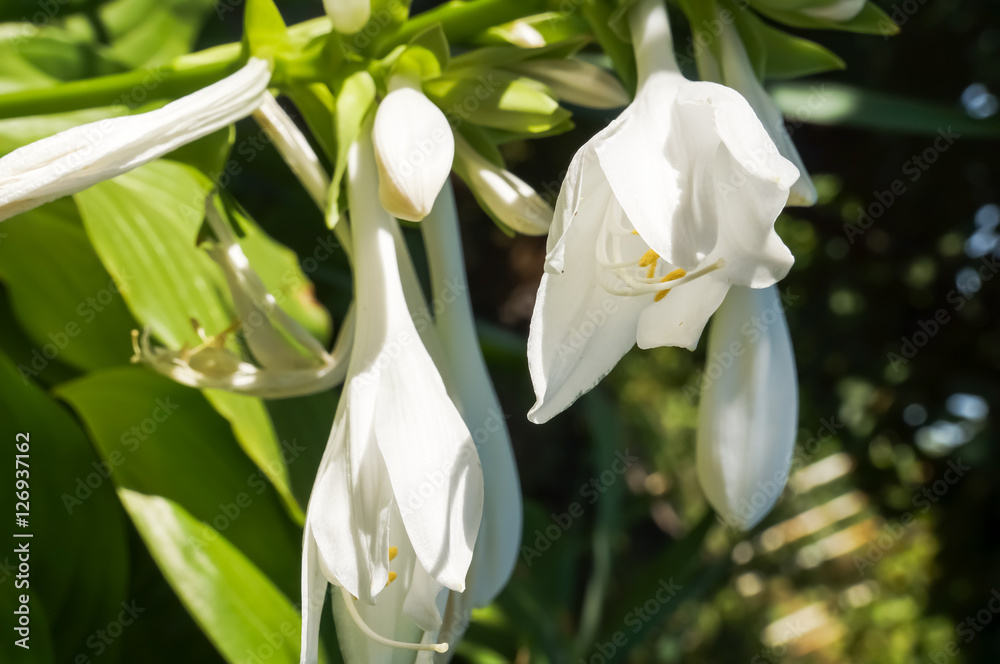 Fototapeta premium .Lily flower in the garden.