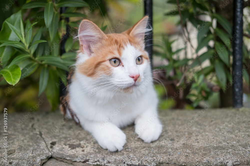 Orange and White Cat in the Grass Orange and White Cat in the Grass