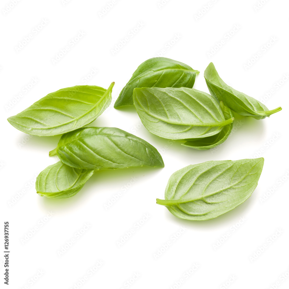 Sweet basil herb leaves handful isolated on white background clo Sweet basil herb leaves handful isolated on white background clo
