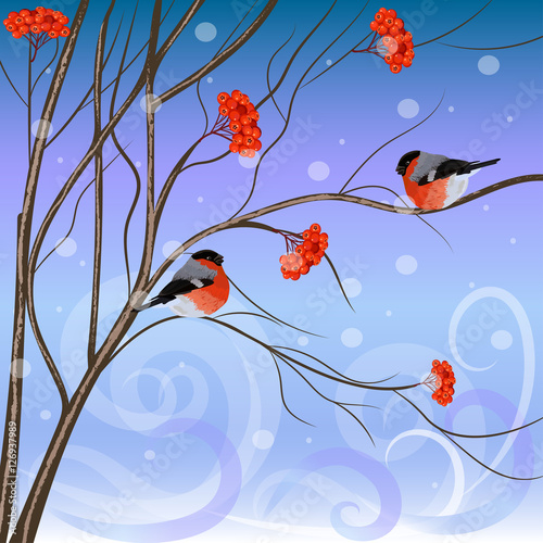 Winter card with bullfinches sitting on rowan