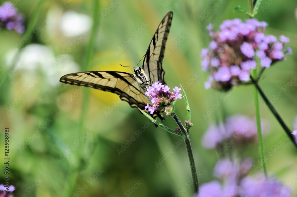 Butterfly Monarch2