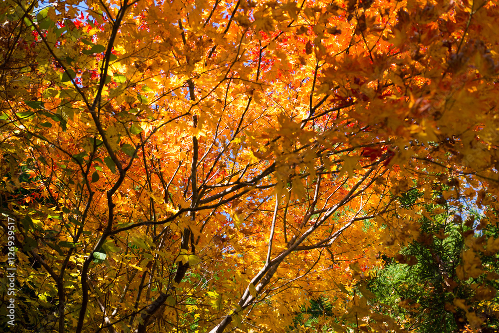 Autumn in Japan, the leaves of the trees change to beautiful colors. Autumn in Japan, the leaves of the trees change to beautiful colors.
