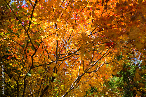 Autumn in Japan, the leaves of the trees change to beautiful colors.