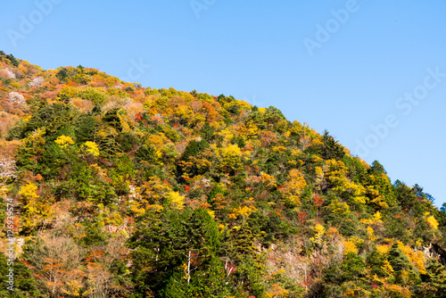Fototapeta Naklejka Na Ścianę i Meble -  Autumn in Japan, the leaves of the trees change to beautiful colors.