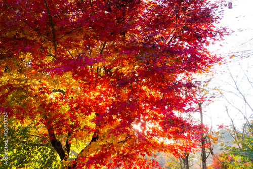 Autumn in Japan  the leaves of the trees change to beautiful colors.