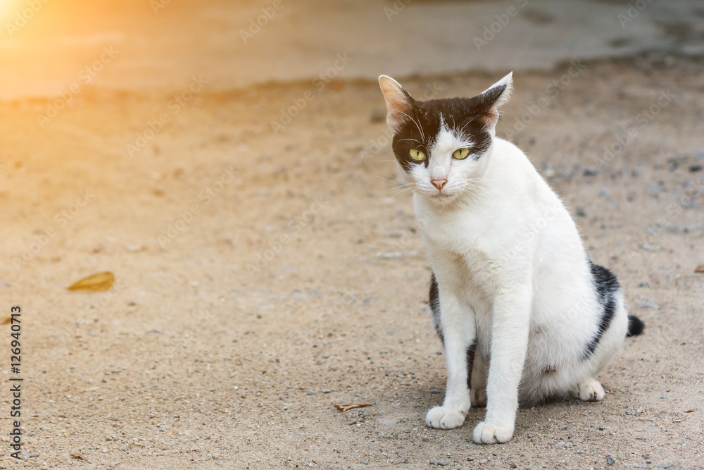 Thai cat yellow eye portrait. Black and white tabby cat is sitting on the ground. Cat looking at camera. Playful cat relaxing vacation. Thai cat yellow eye portrait. Black and white tabby cat is sitting on the ground. Cat looking at camera. Playful cat relaxing vacation.