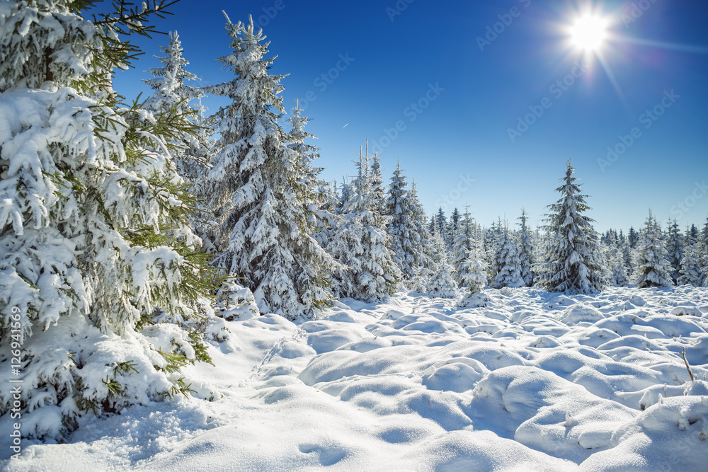 Fototapeta premium the wintry forest