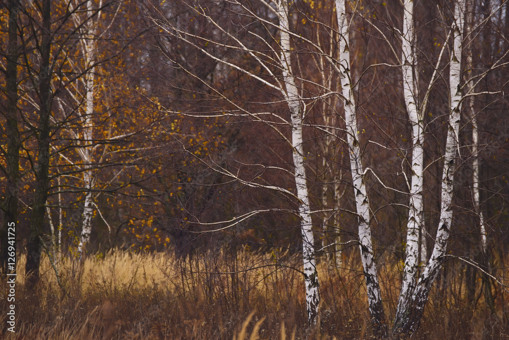 Forest in late autumn, birch trunks, the last yellow leaves on the branches. Cloudy autumn weather
Forest in late autumn, birch trunks, the last yellow leaves on the branches. Cloudy autumn weather