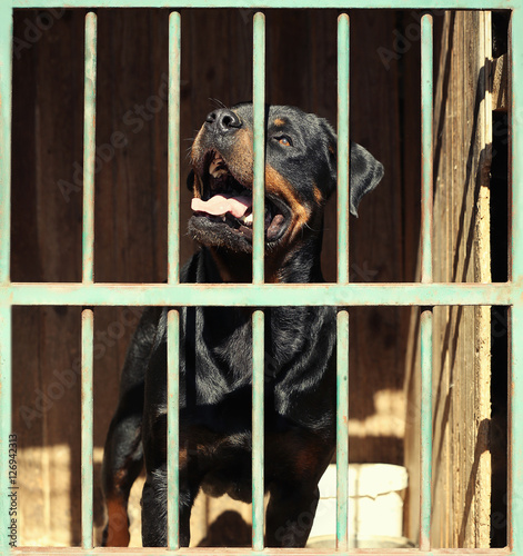 Sad homeless rottweiler in animal shelter cage