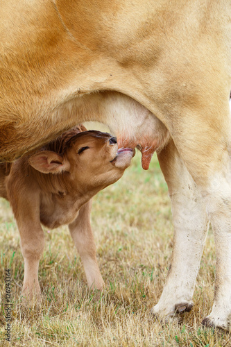 Calf drinking from the udder