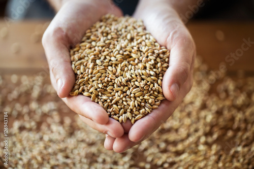 male farmers hands holding malt or cereal grains