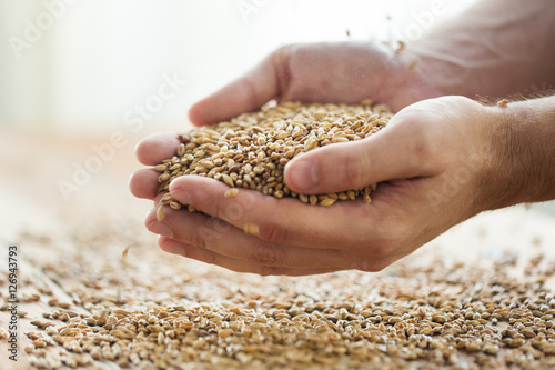 male farmers hands holding malt or cereal grains