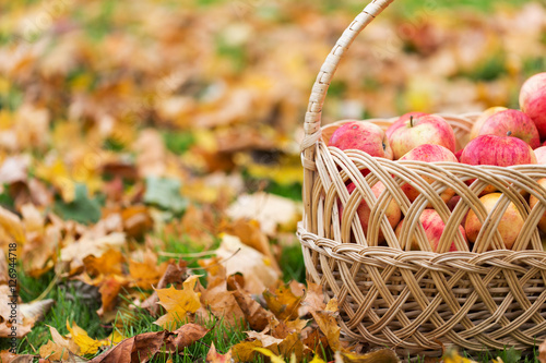 wicker basket of ripe red apples at autumn garden