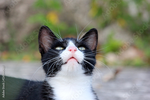 白黒のタキシード猫
