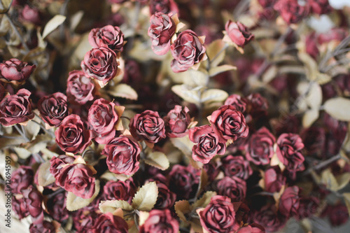 Fototapeta Naklejka Na Ścianę i Meble -  Dry red rose vintage tone