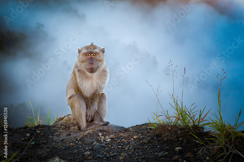 Monkey at kelimutu volcano  flores  indonesia. In the background one of the three crater lakes in the morning fog