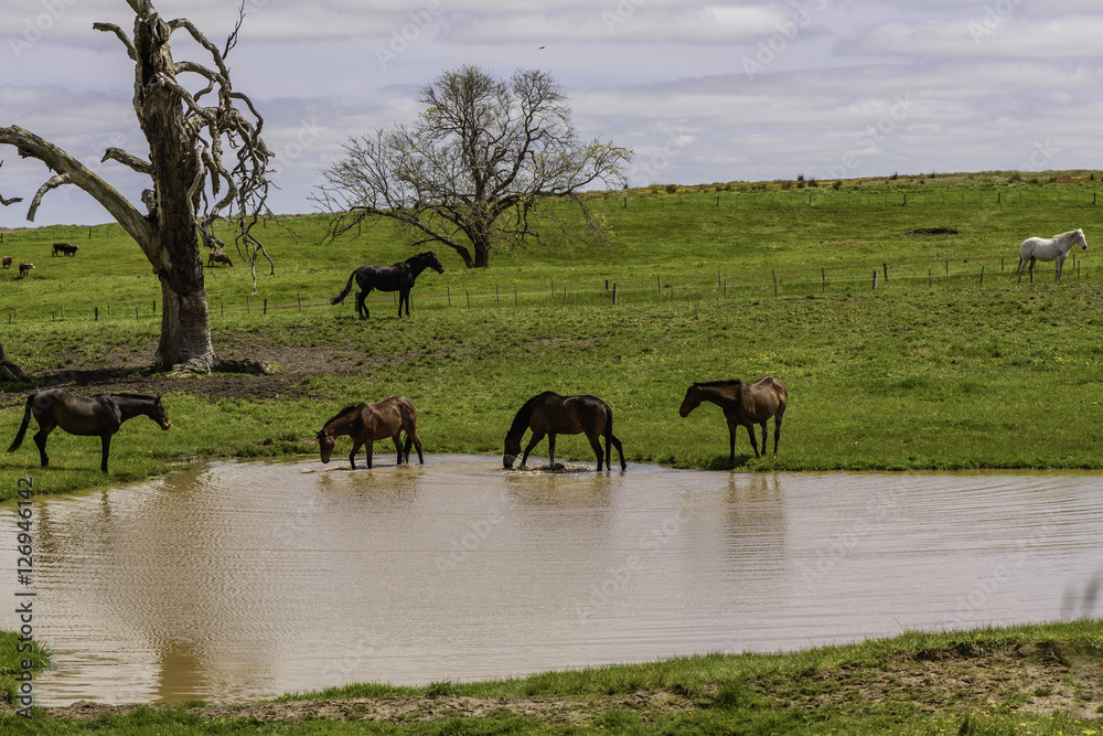 Fototapeta premium Horses on the dam