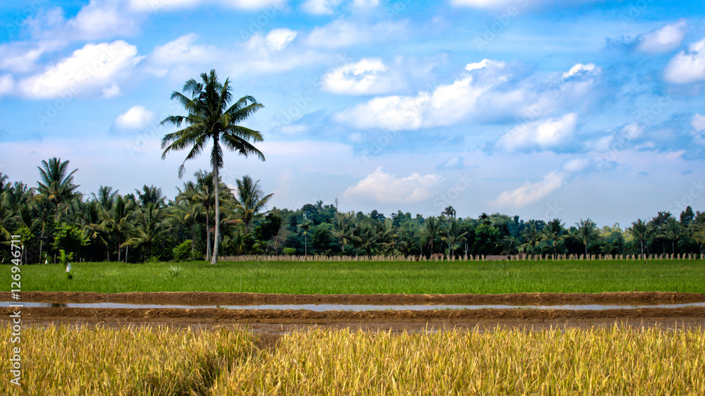 rice fields with planting at various stages and palm trees in the background