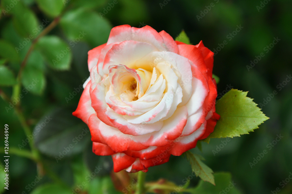 red white rose flowers