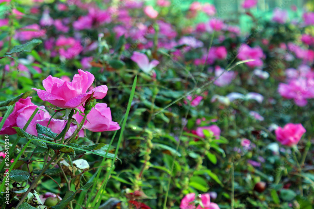 Rosas mojadas en otoño
