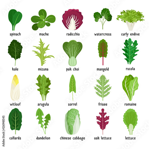 Green salad leaves. Vector vegetarian healthy food leaf set isolated on white background