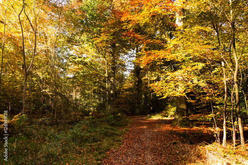 Woodland scene with yellow and brown autumn leaves