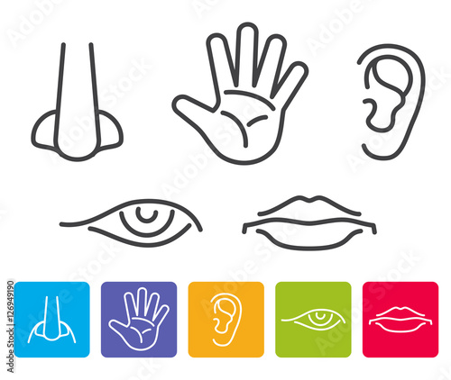 Five human senses smell, sight, hearing, taste, touch vector icons