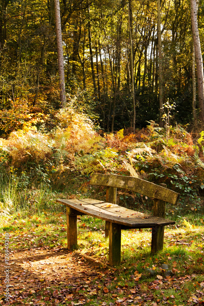 Woodland scene with yellow and brown autumn leaves Woodland scene with yellow and brown autumn leaves