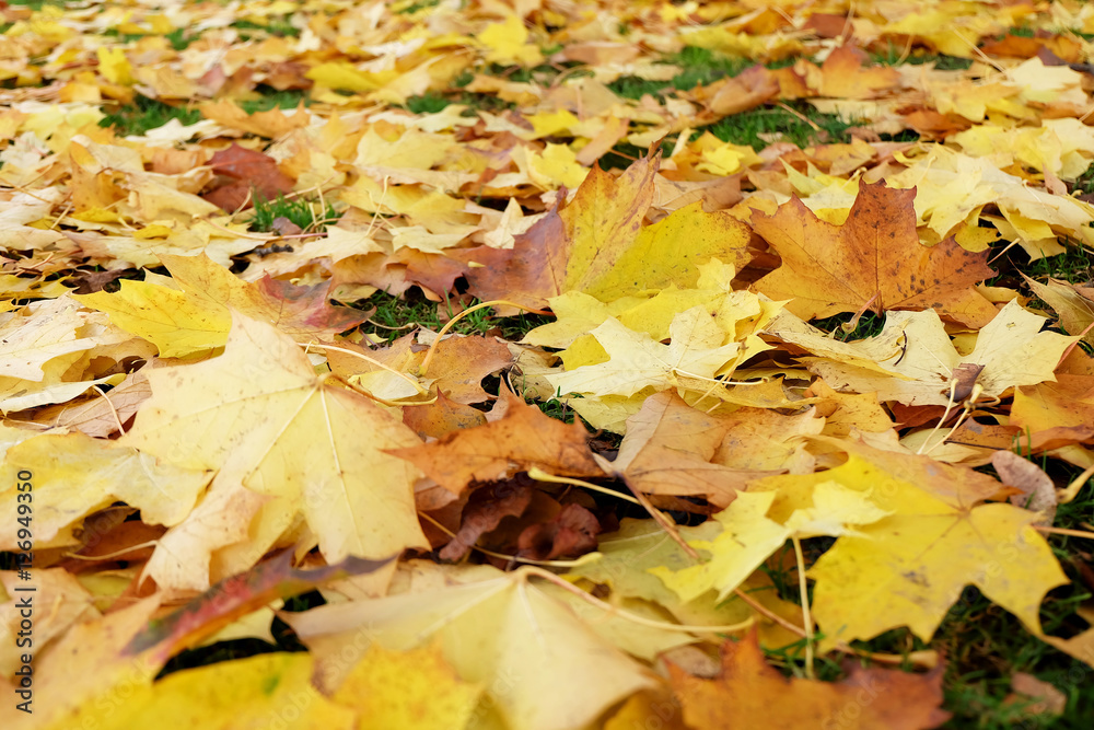 Autumn leaves on the ground, yellow leaves on green grass