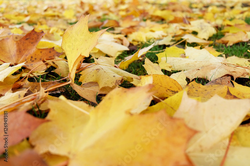 Autumn leaves on the ground, yellow leaves on green grass