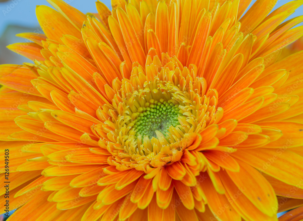 Macro orange Chrysanthemum in nature Macro orange Chrysanthemum in nature