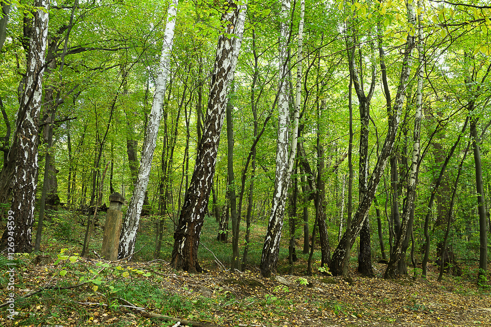 Obraz premium birch trees in a green deciduous forest