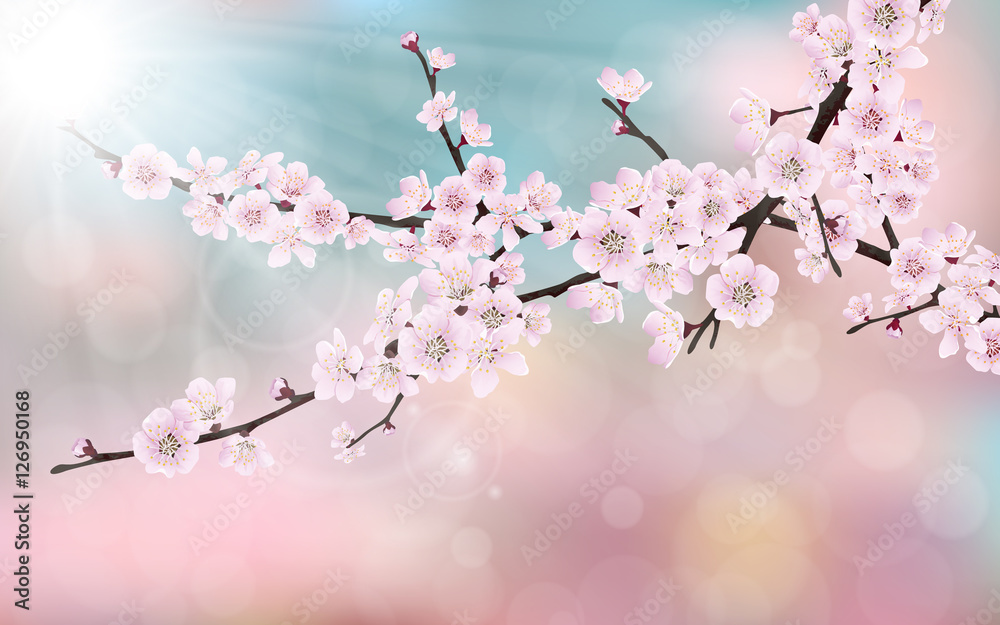 Naklejka premium Spring blossom cherry tree branches with pink flowers. On blurred pink, blue background.